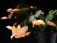 Thumbnail of 2019_Schlumbergera Hybride Sophia_20171106_03(1).JPG